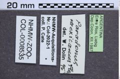 Etikette zu Paradonus mexicanus (Fleutiaux, 1895) (NHMW-ZOO-COL-0008535)
